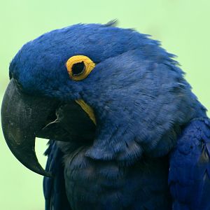 Hyacinth Macaw (Anodorhynchus hyacinthinus)