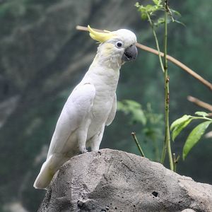 Yellow-Crested Cockatoo (Cacatua sulphurea)