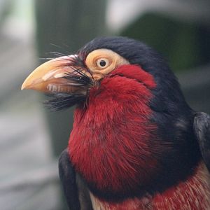 Bearded Barbet (Pogonornis dubius)