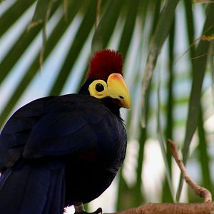 Lady Ross's Turaco (Tauraco rossae)