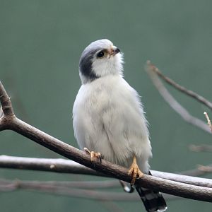 African Pygmy Falcon (Polihierax semitorquatus)