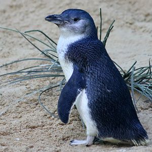Australian Little Penguin ( Eudyptula novaehollandiae)