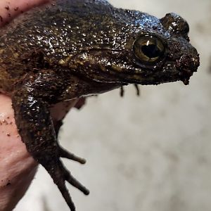 Hairy frog - Trichobatrachus robustus