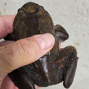 Hairy frog - Trichobatrachus robustus