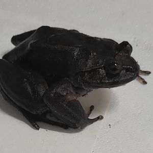 Hairy frog - Trichobatrachus robustus