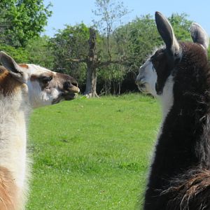 Llamas