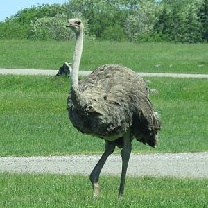 Ostrich