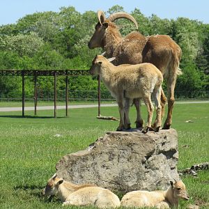 Barbary sheep