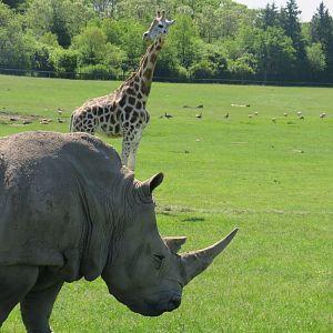 White rhinoceros and giraffe