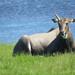 Nilgai