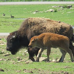 American bison