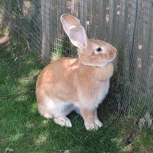 Flemish Giant rabbit