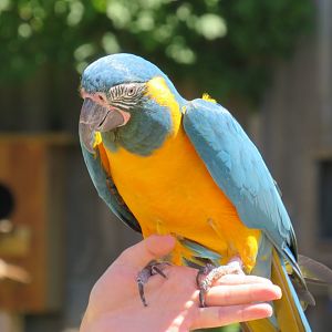 Blue-throated macaw