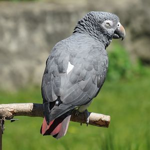 Timneh grey parrot