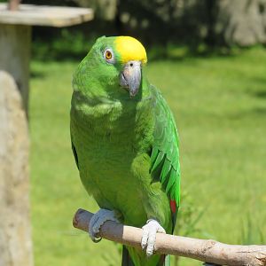 Yellow-crowned amazon