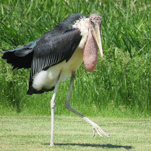 Marabou stork