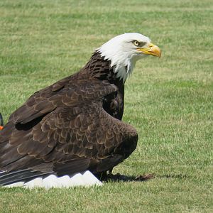 Bald eagle