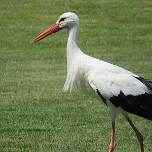 White stork
