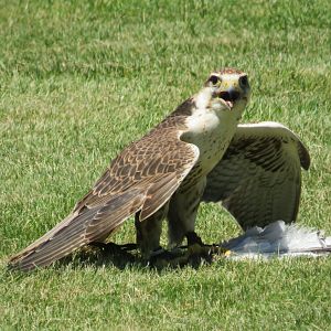 Saker falcon