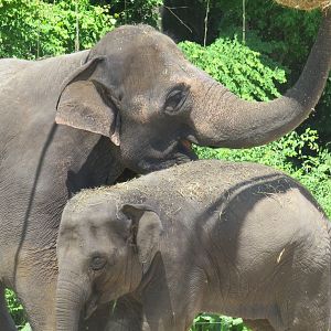 Asian elephants