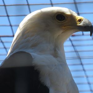 African fish eagle
