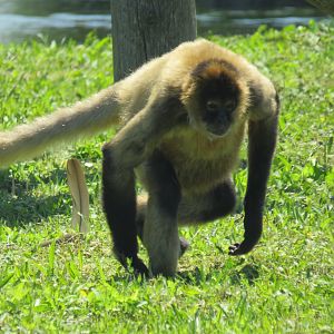 Geoffroy's spider monkey