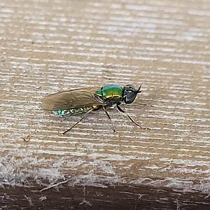 Chloromyia formosa - Broad centurion