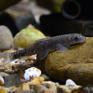 Sucker head (Garra gotyla)