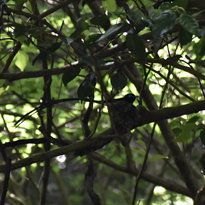 Japanese Paradise Flycatcher ~ Hachioji Castle Ruins