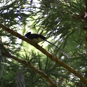 Japanese Paradise Flycatcher ~ Hachijo Castle Ruins