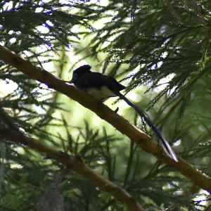 Japanese Paradise Flycatcher ~ Hachijo Castle Ruins