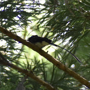 Japanese Paradise Flycatcher ~ Hachioji Castle Ruins
