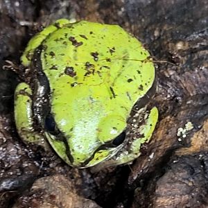 Leptopelis nordequatorialis - West Cameroon forest tree-frog