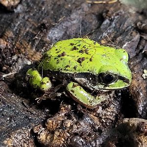 Leptopelis nordequatorialis - West Cameroon forest tree-frog