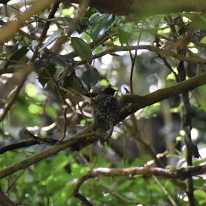 Japanese Paradise Flycatcher ~ Hachioji Castle Ruins