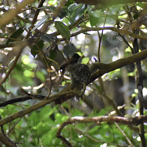 Japanese Paradise Flycatcher ~ Hachioji Castle Ruins