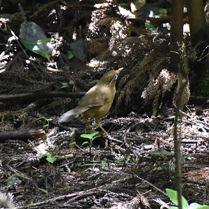 Chinese Hwamei ~ Hachijo Castle Ruins