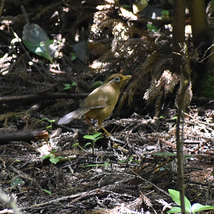 Chinese Hwamei ~ Hachijo Castle Ruins
