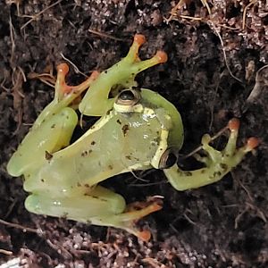 Hyperolius riggenbachi