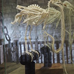 Uhu-Burg - Possible American black vulture skeleton and Rattlesnake skeleton, 2024-05-21