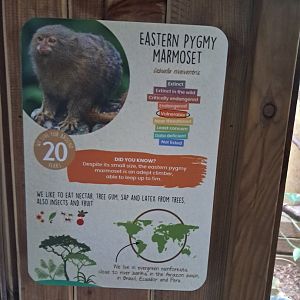 New Pygmy Marmoset signage- 31/5/2024