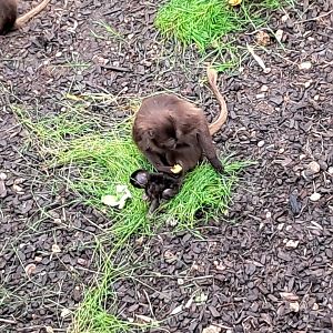 Geladas: first time mum Kamena and offspring- 31/5/2024
