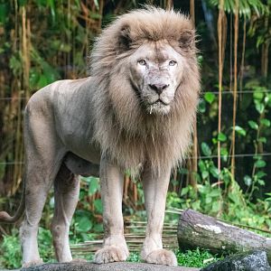 African White Lion