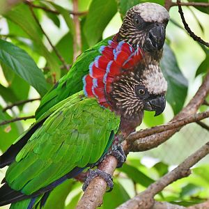 Red-fan Parrot (Deroptyus accipitrinus)
