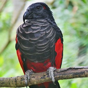 Pesquet's Parrot (Psittrichas fulgidus)