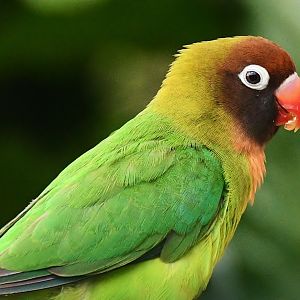Black-cheeked Lovebird (Agapornis nigrigenis)