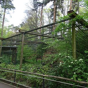 Snow leopard enclosure