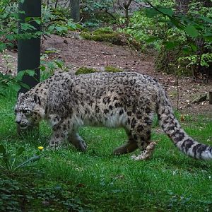 Snow leopard (Panthera uncia)