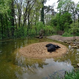 Water buffalo enclosure