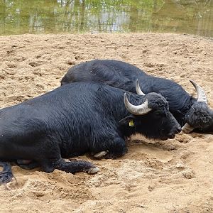 Water buffalo (Bubalus bubalis)